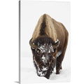CANVAS ON DEMAND Bison in Snow, Yellowstone National Park, Wyoming Canvas Wall Art Print by James Hager, Home Decor, Wildlife, Winter Artwork,40" x60in
