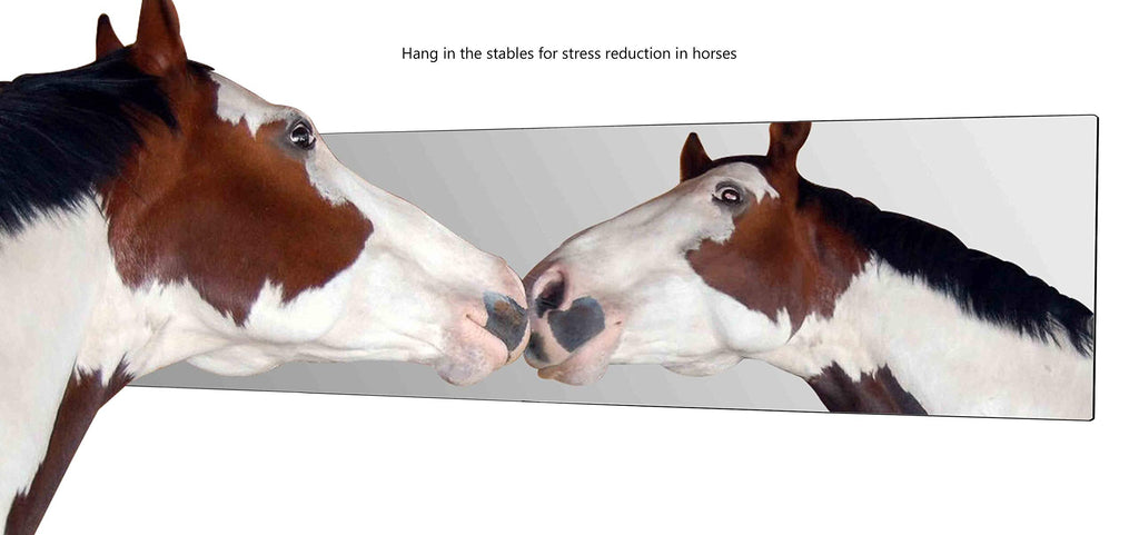 Marketing Holders 6 Pack Acrylic Mirror Sheet 12" x 48" Reflective Frameless Lucite Tile Lightweight Display with Rounded Corners for Buddy Sour Horses Chicken Coops Nurseries and Daycares