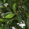 SilksAreForever 4'6" Artificial Bay Laurel Leaf Ball-Shaped Topiary Tree -2 Tone Green