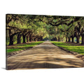 CANVAS ON DEMAND Oak Tree Lined Road At Boone Hall Plantation, Charleston Canvas Wall Art Print by Scott Stulberg, Home Decor, United States Artwork,60" x40in
