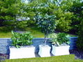 Little Outdoor Creations Planter Box/Container (Large) (Plant not included)